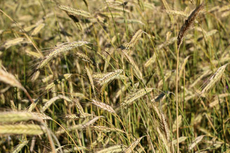 golden ripe wheat on a bright sunny summer day. cereal field of ripe wheat in bright sunlight,...