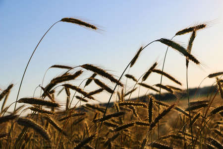 golden ripe wheat on a bright sunny summer day. cereal field of ripe wheat in bright sunlight,...