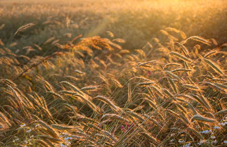 golden ripe wheat on a bright sunny summer day. cereal field of ripe wheat in bright sunlight, against a blue sky. ripe ears of wheat, with golden grains and long tendrils.の写真素材