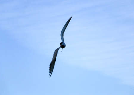little swift bird flies spreading its wings. the spring swallow flies against the background of...