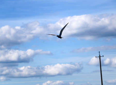 little swift bird flies spreading its wings. the spring swallow flies against the background of...