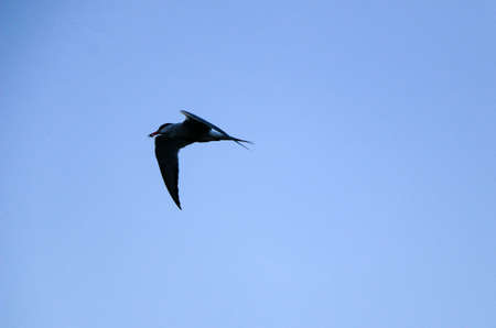 little swift bird flies spreading its wings. the spring swallow flies against the background of...