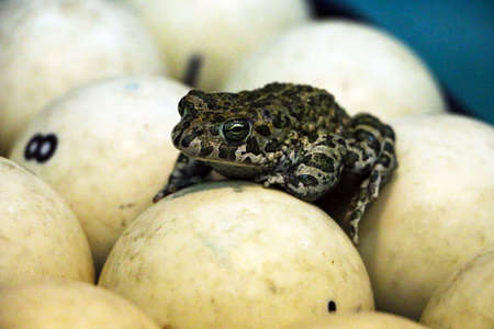 a spotted green frog on a pool table with old dirty billiard balls and shabby dusty green cloth. the concept of foul play, toad of greed and meanness in the game of billiards.の写真素材