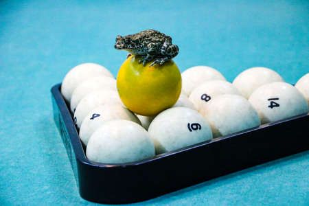 a spotted green frog on a pool table with old dirty billiard balls and shabby dusty green cloth. the...