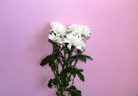 blooming sprigs of chrysanthemum on a pink background.の写真素材