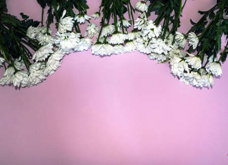 blooming sprigs of chrysanthemum on a pink background.の写真素材