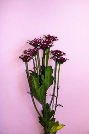 blooming sprigs of chrysanthemum on a pink background.