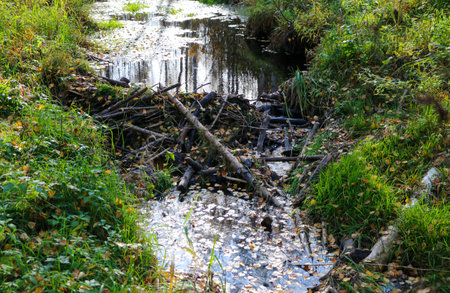 a small beaver dam made of wooden branches, sticks and twigs of small bushes, trunks of small young...
