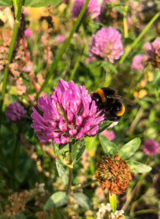 a fluffy bumblebee extracts nectar from pink clover flowers. A striped insect with wings collects pollen and nectar from pink flowers.の写真素材