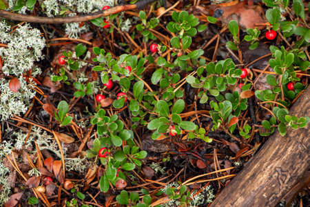 Juicy red lingonberry berry with green leaves grows among moss in the forest.