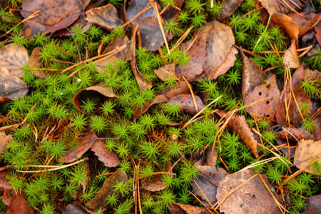 Autumn forest background from moss, coniferous needles, deciduous and coniferous trees, fallen...