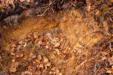 Autumn forest background from moss, coniferous needles, deciduous and coniferous trees, fallen foliage after leaf fall, small evergreen plants, dried fern.の写真素材