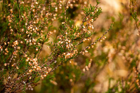 Autumn forest background from moss, coniferous needles, deciduous and coniferous trees, fallen...