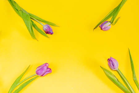 An unusual purple tulip with a golden tint and delicate petals against a bright yellow backgroundの写真素材