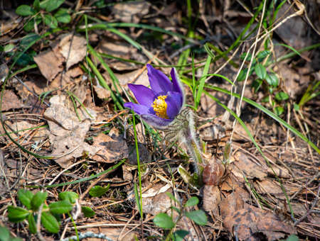 Delicate purple paterpolings of sleep-grass in the spring forest.