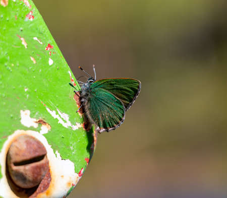 A small green butterfly Callophrys Rubi sits with folding wings in a spring forest on a bright sunny day.の写真素材