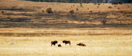 African or Cape buffalo bull (Syncerus caffer), South Africaの写真素材