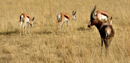 Impala antelope walking on the grass landscapeの写真素材