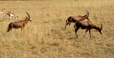 Impala antelope walking on the grass landscapeの写真素材