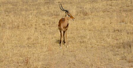 Impala antelope walking on the grass landscapeの写真素材