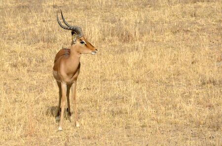 Impala antelope walking on the grass landscapeの写真素材