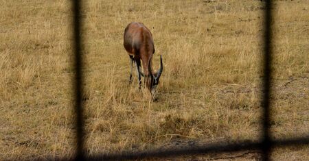 Impala antelope walking on the grass landscapeの写真素材