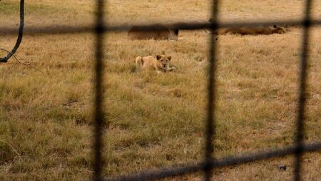 Lions resting in the late afternoon sun, South Africaの写真素材