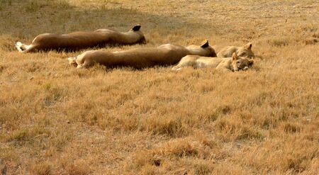 Lions resting in the late afternoon sun, South Africaの写真素材