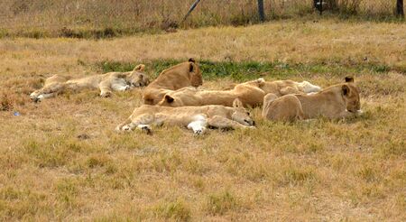 Lions resting in the late afternoon sun, South Africaの写真素材