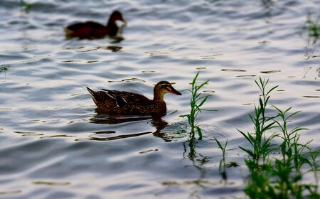 Ducks on the river during the summer sunsetの写真素材