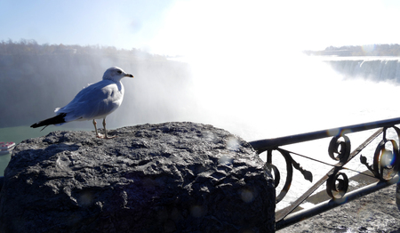 Seagull on Niagara Falls Canada sideの写真素材