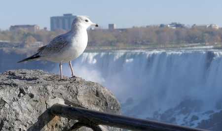 Seagull on Niagara Falls Canada sideの写真素材