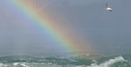 Seagull on Niagara Falls Canada sideの写真素材