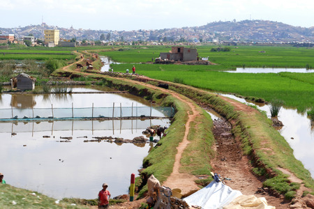 ANTANANARIVO, MADAGASCAR. NOVEMBER 24TH 2016: People work on the rice fields in Madagascarのeditorial素材