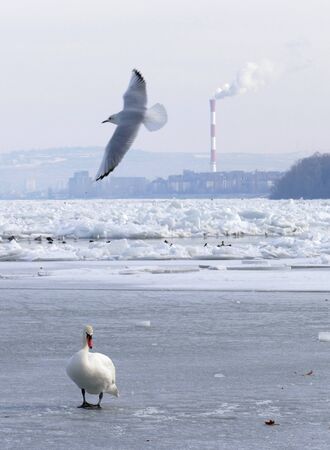 Frozen Danube river in Belgrade, Serbiaの写真素材
