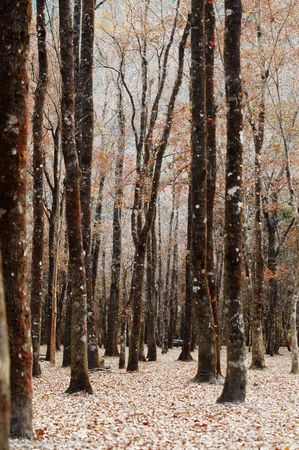 Forest sightの写真素材