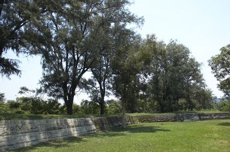tree in parkの写真素材
