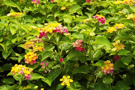 flowerの写真素材