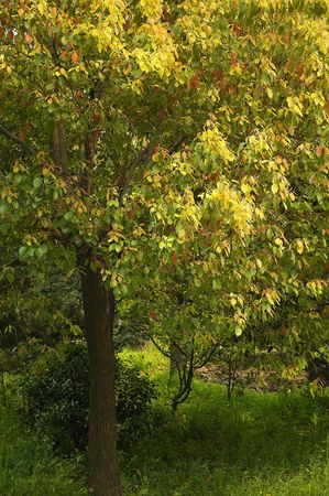 forest,tree,close up