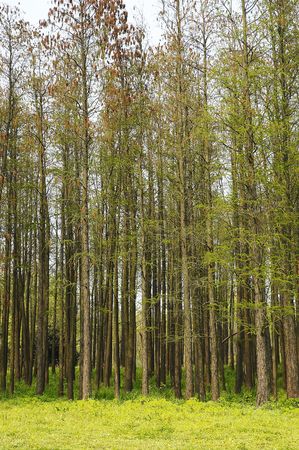 forest, high treesの写真素材