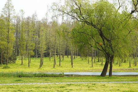 forest,high,trees,small riverの写真素材