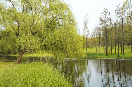 forest,high,trees,small riverの写真素材