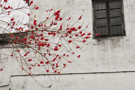 Chinese older town,red flower and windowの写真素材