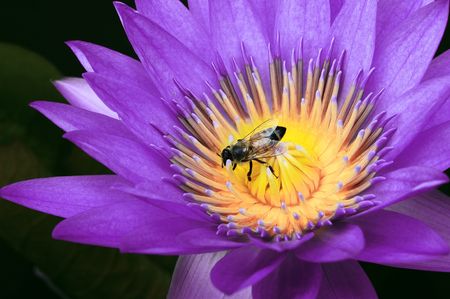 bee and flower