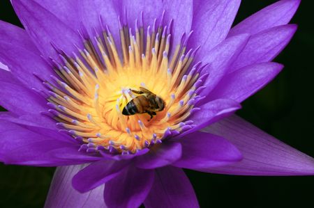 bee and flowerの写真素材
