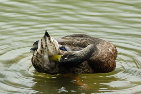 mandarin duckの写真素材