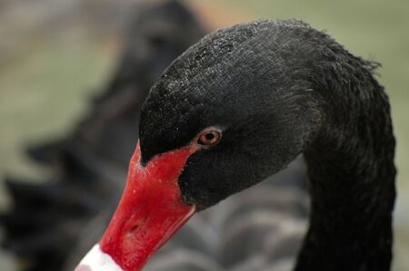 swan head close upの写真素材