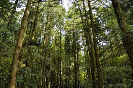 forest sight
