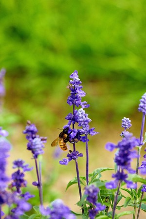 Lavender and bee
