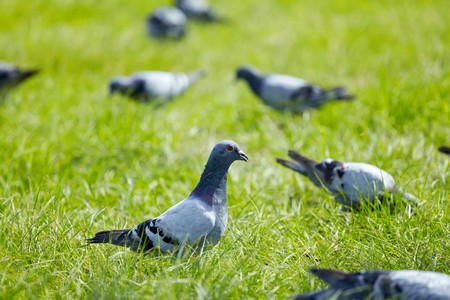 pigeonの写真素材